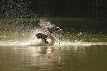 Image showing pelecanus onocrotalus splashing water