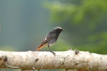 Image showing male black redstart on wood fence