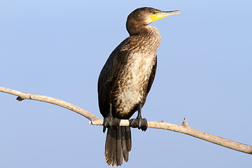 Image showing great cormorant on branch