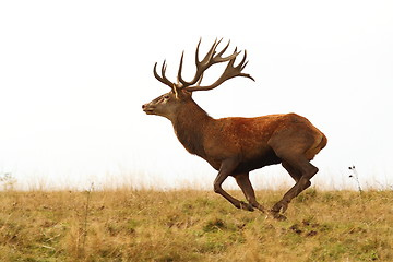 Image showing deer buck running wild