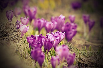 Image showing spring purple flowers