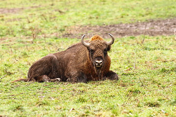 Image showing european bison