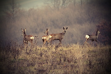 Image showing beautiful image with roe deers