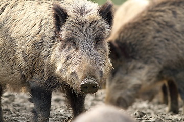 Image showing portrait of curious wild hog