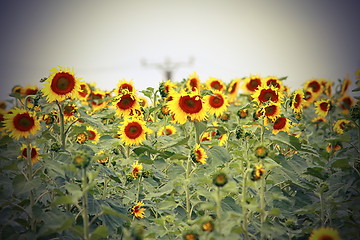 Image showing sunflower field with vignette