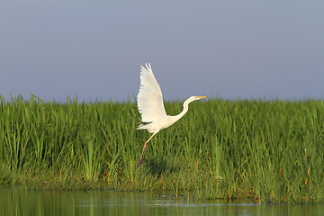Image showing white heron flying over marsh