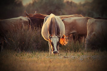 Image showing cows herd in orange sunset light