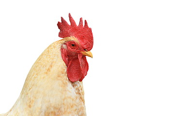 Image showing isolated portrait of white rooster