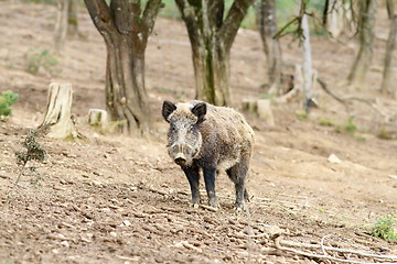 Image showing wild boar near the forest