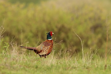 Image showing phasianus colchicus rooster on lawn