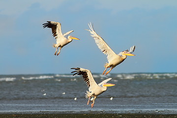 Image showing three great pelicans taking flight over the sea