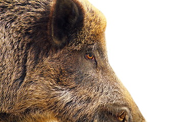 Image showing isolated closeup of a wild hog