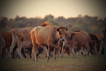 Image showing cows in beautiful orange twilight