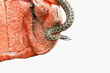 Image showing european venomous snake in red leather glove