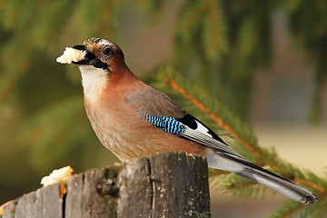 Image showing eurasian jay eating piece of bread