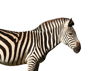 Image showing isolated profile view of a zebra