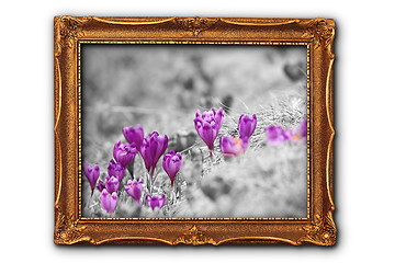 Image showing artistic image of crocuses in painting frame