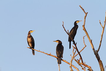 Image showing great cormorants on dead tree