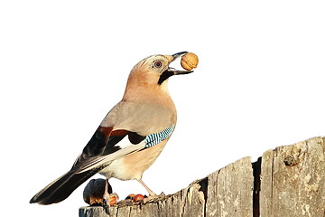 Image showing isolated european jay with nut