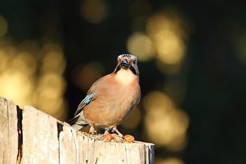 Image showing european common jay looking at the camera