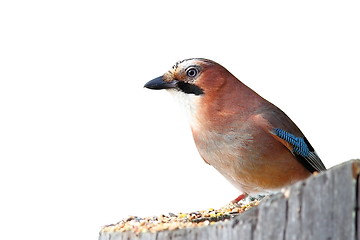 Image showing isolated common jay on stump