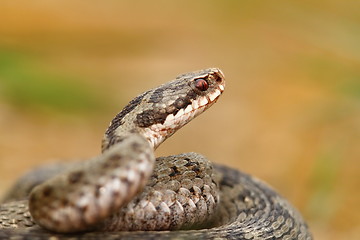 Image showing portrait of vipera berus