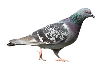 Image showing isolated feral pigeon walking