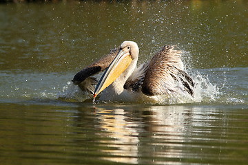 Image showing closeup of great pelican splashing water