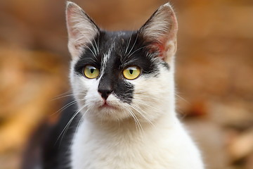 Image showing cute mottled cat