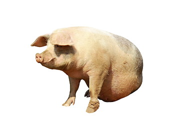 Image showing isolated full length domestic pig