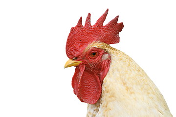 Image showing isolated portrait of white cock