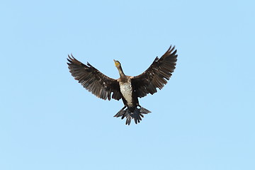 Image showing great cormorant spreading wings over blue sky