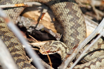 Image showing vipera berus on twigs