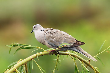 Image showing turtledove on willow