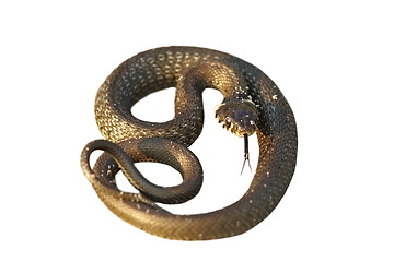 Image showing isolated grass snake