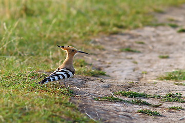 Image showing hoopoe in the field