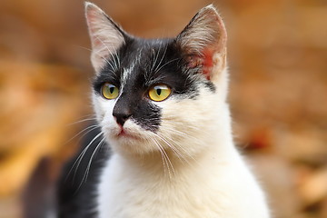 Image showing portrait of cute cat