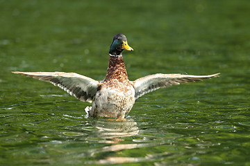 Image showing male mallard flipping wings