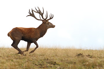 Image showing red deer buck running on clearing