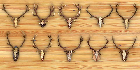 Image showing collection of hunting trophies on wooden background