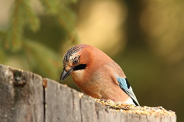 Image showing jay eating at garden bird feeder