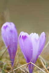 Image showing spring purple crocus