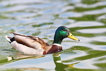 Image showing male wild  mallard duck on pond