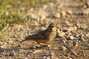 Image showing eurasian skylark