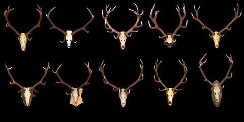 Image showing large collection of hunting trophies on black background