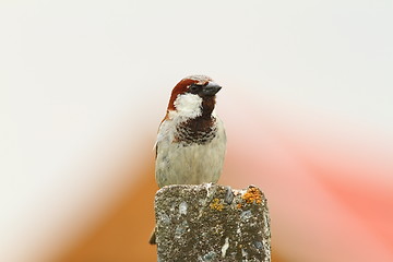Image showing male house sparrow on top of cement pillar