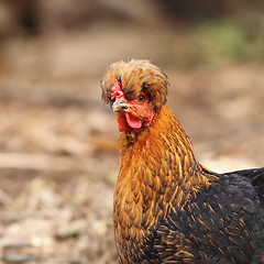 Image showing close up of funny hen