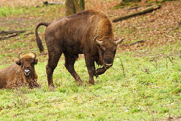 Image showing european bison on meadow