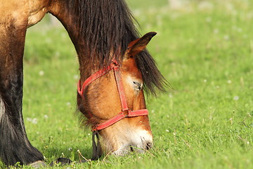 Image showing beige horse grazing, portrait