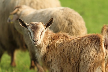 Image showing goat in the herd
